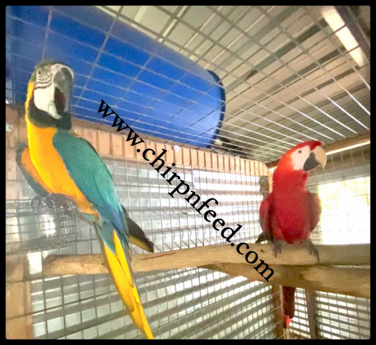 Scarlet & Blue and Gold Macaw Pair