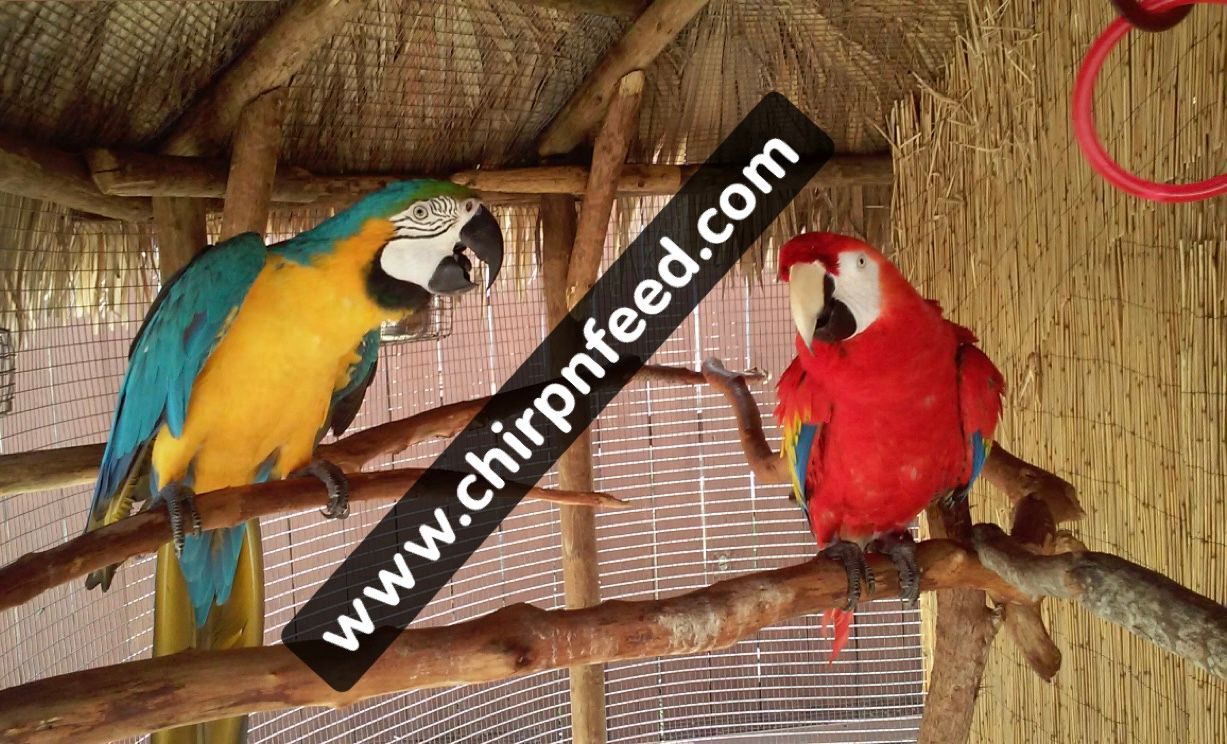 Scarlet & Blue and Gold Macaw Pair