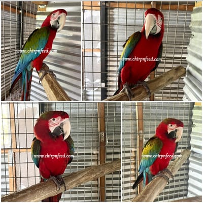 Adult Jubilee Macaw