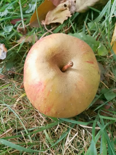 Der Apfel fällt nicht weit vom Stamm