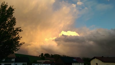 Die Zaubernuss blüht