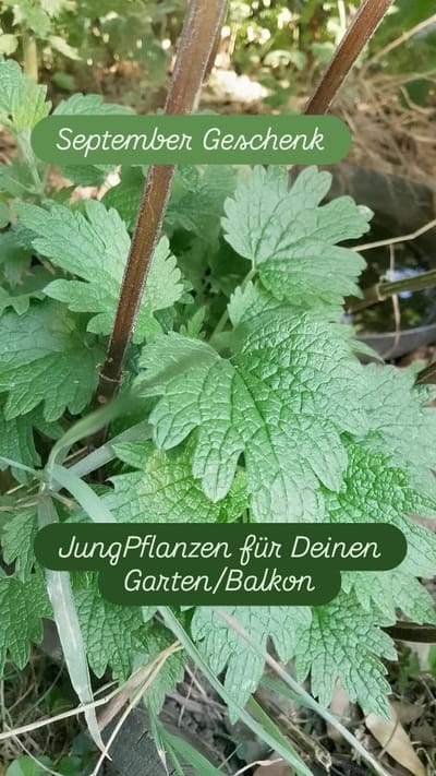 September Geschenk