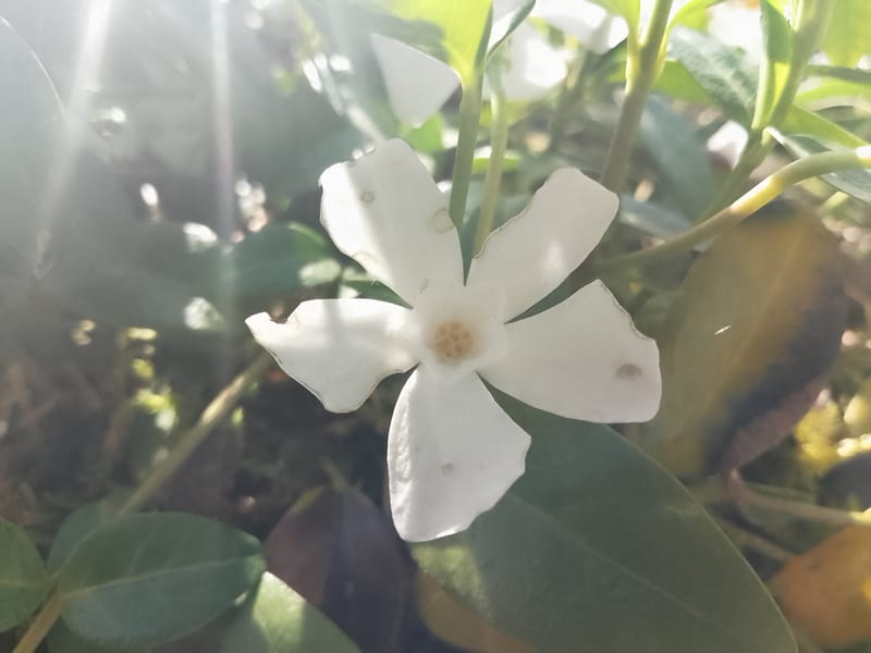 Montags-Mond-Treffen