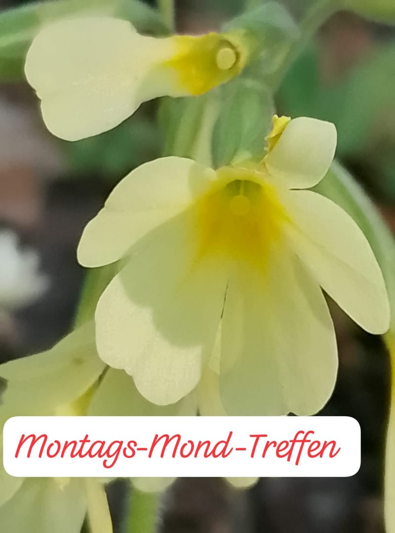 Montags-Mond-Treffen