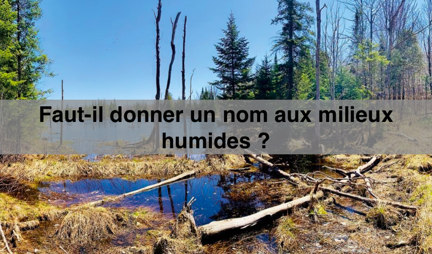 Juin 2024 - Faut-il donner un nom aux milieux humides ?