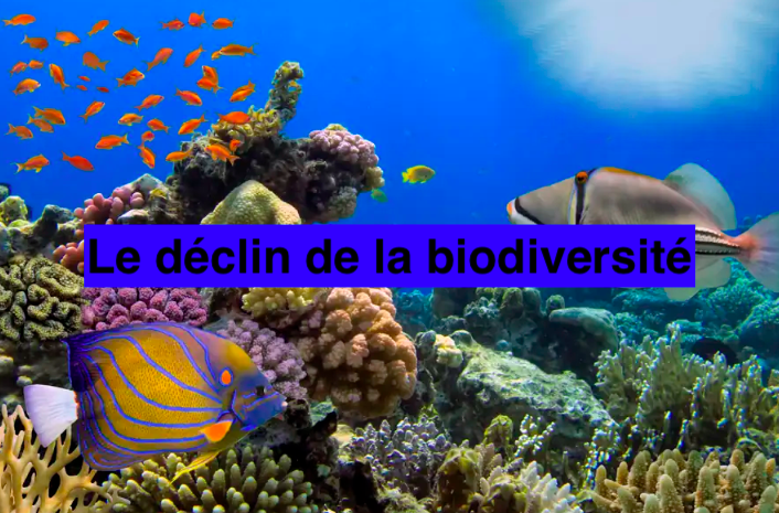 Le 30 juin 2024 - Le déclin de la biodiversité