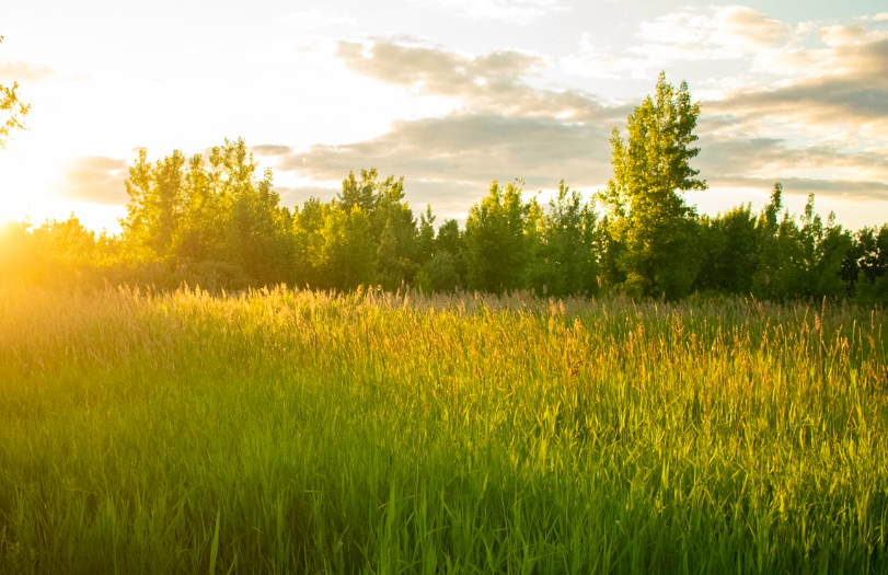 Le 24 juillet 2024 - Montréal veut inciter le secteur privé à planter plus d’arbres