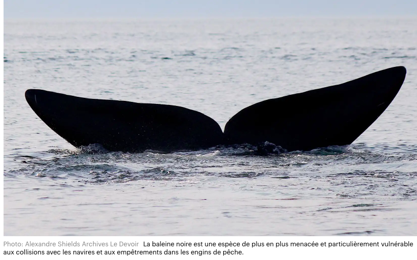 Le 8 juillet - Une jeune baleine noire empêtrée dans l’estuaire du Saint-Laurent