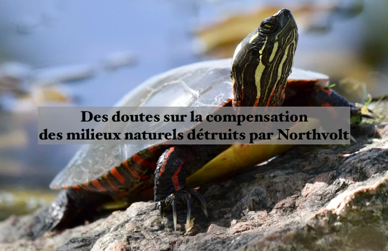 Le 30 septembre 2024 - Des doutes sur la compensation des milieux naturels détruits par Northvolt