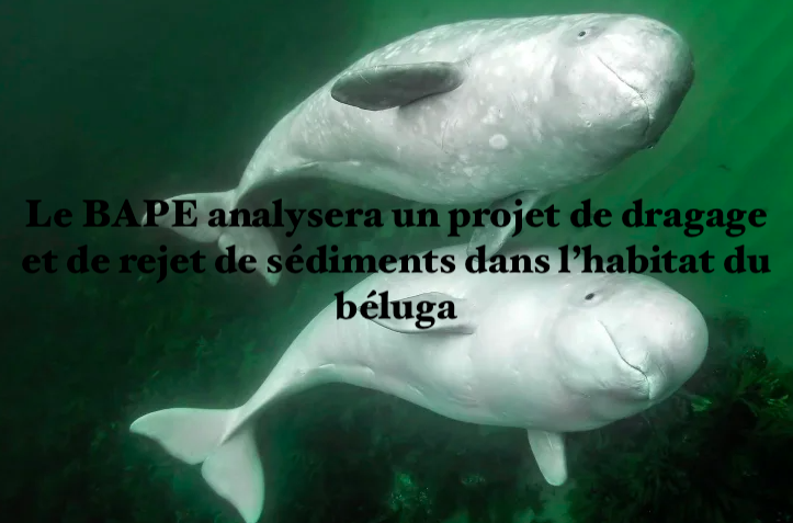 Le 8 octobre 2024 - Le BAPE analysera un projet de dragage et de rejet de sédiments dans l’habitat du béluga