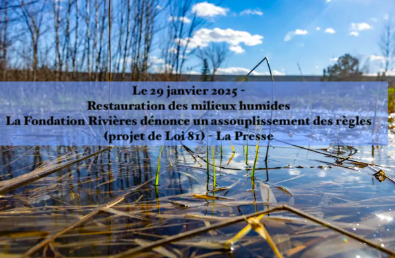 Le 29 janvier 2025 - Restauration des milieux humides La Fondation Rivières dénonce un assouplissement des règles (projet de Loi 81) - La Presse