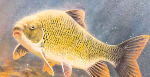 Le 30 octobre 2025 Radio-Canada - Contrecœur : compenser les milieux détruits ne suffirait pas pour sauver un poisson rare