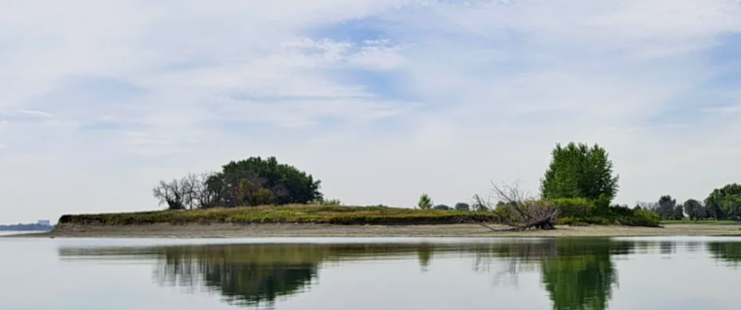 Le Devoir le 4 novembre 2025 - Ottawa confirme la destruction autorisée de 1900 m2 d’habitats protégés du chevalier cuivré.