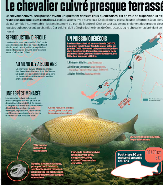 Le 9 février 2026 - Est-il possible de compenser la destruction de l’habitat du chevalier cuivré? Le Devoir