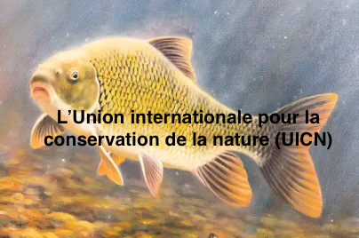 Le 13 février 2026 - Chevalier cuivré près de Contrecœur - Une organisation internationale s’adresse à Legault et Carney (UICN) - La Presse