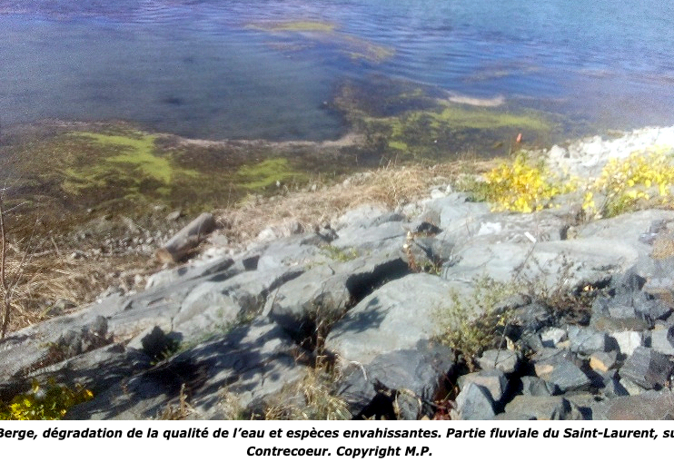 Le 8 mai 2026 - Entre canicules estivales attendues et la conscientisation citoyenne pour la qualité de l’eau - Michel Page, Sorel Tracy Magazine