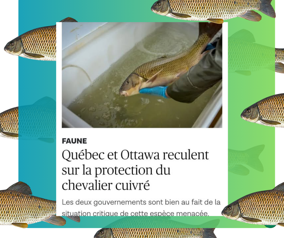 Le 20 mai 2026 - Québec et Ottawa reculent sur la protection du chevalier cuivré- Les deux gouvernements sont bien au fait de la situation critique de cette espèce menacée. - Le Devoir