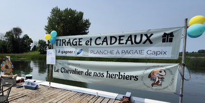 Chevalier de nos herbiers / chevalier cuivré - Une activité ambiguë. Le 24 août 2024