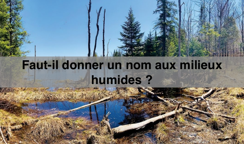Juin 2024 - Faut-il donner un nom aux milieux humides ?