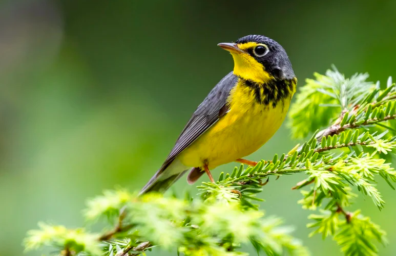 M. Legault, lâchez la scie à chaîne et surprenez-nous donc! Le Devoir Le premier avril 2025