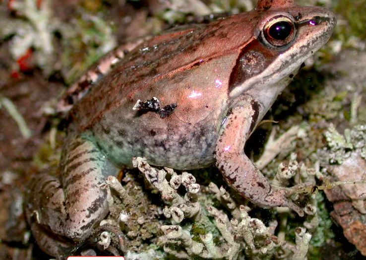 Cette grenouille qui se retrouve partout au Québec est en déclinC’est le constat de trois décennies d’observations de bénévoles qui sillonnent le Québec au printemps - Journal de Québec 10 avril 2024