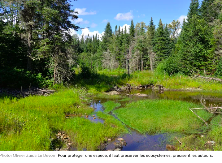 Pour protéger la biodiversité, il faut du courage, de la cohérence et des actions concrètes - Le Devoir 12 avril 2025