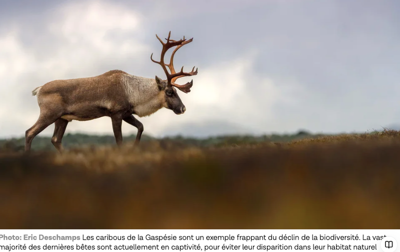 Le Devoir le 8 octobre - Le Québec tiraillé entre protection et destruction de la biodiversité - Le gouvernement veut conserver plus de territoire tout en autorisant des projets qui nuisent à la nature