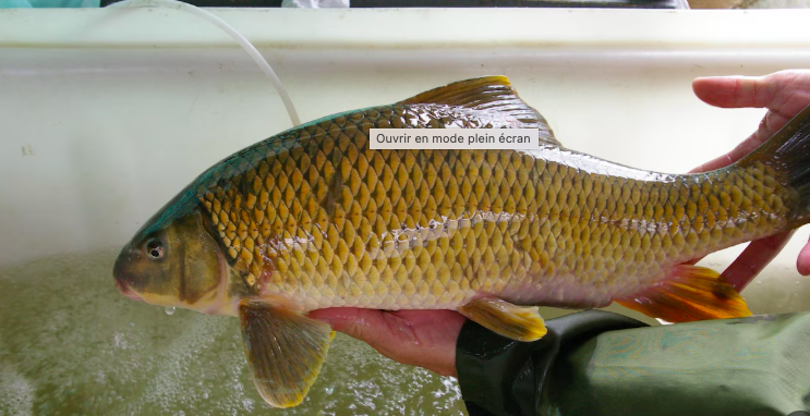 Ottawa permet au port de Contrecoeur d’agir dans la zone du chevalier cuivré