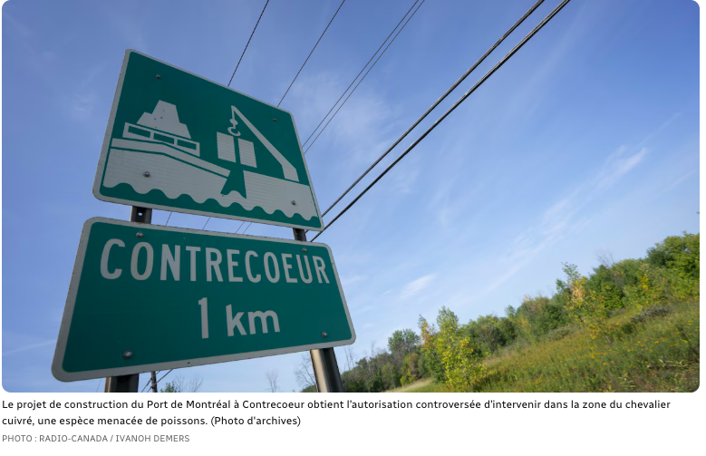 Le 21 octobre 2025 Radio-Canada - Ottawa permet (en partie) au port de Contrecœur d’agir dans la zone du chevalier cuivré