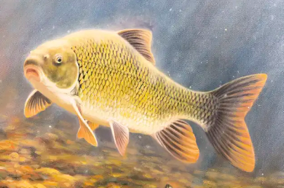 Le 13 janvier 2026 - Chevalier cuivré près de Contrecœur Une organisation internationale s’adresse à Legault et Carney - La Presse