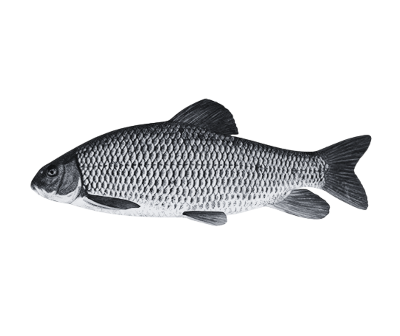 Une action sympa pour le 1ier avril !