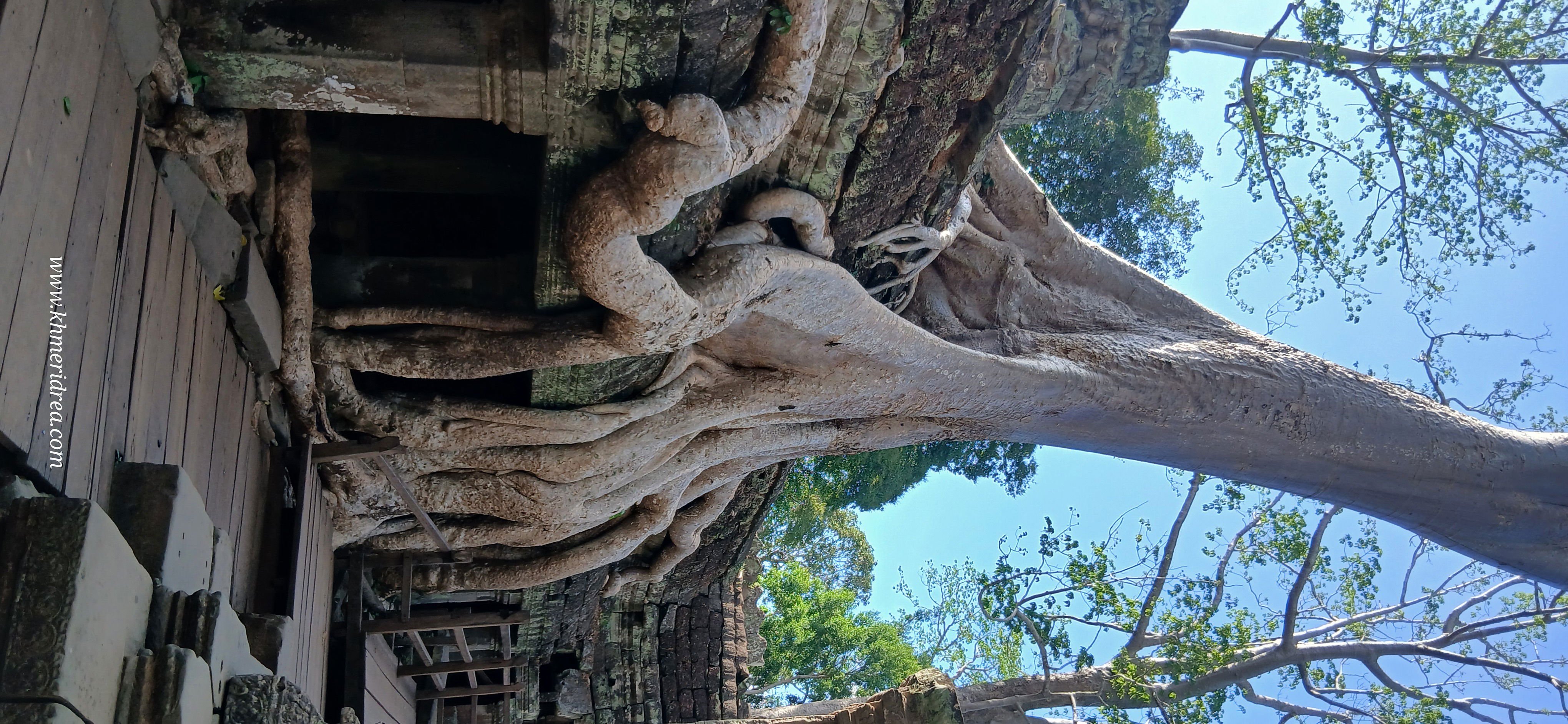 Ta Prohm Temple