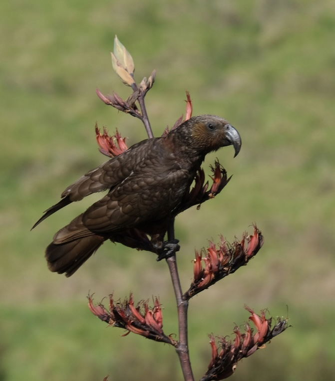 OME Kākā count 2024