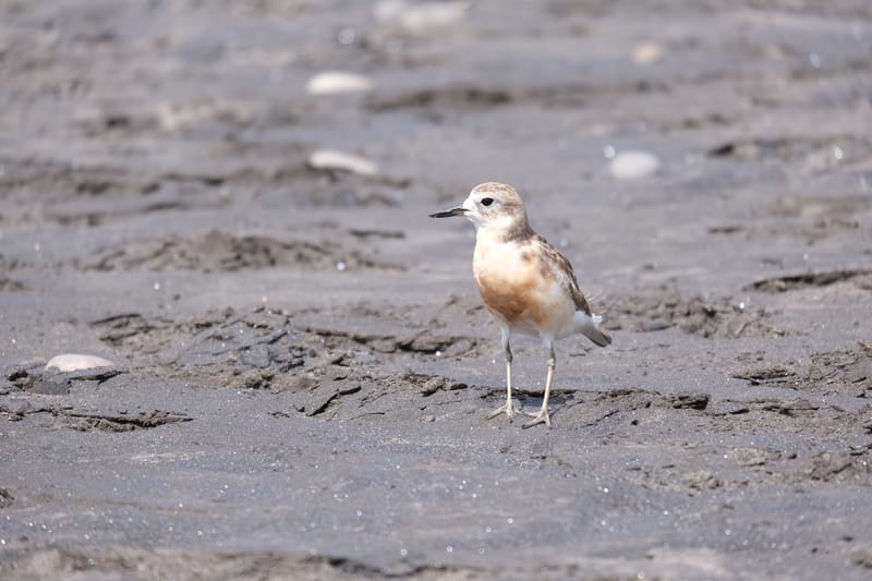 2026 NZ dotterel report