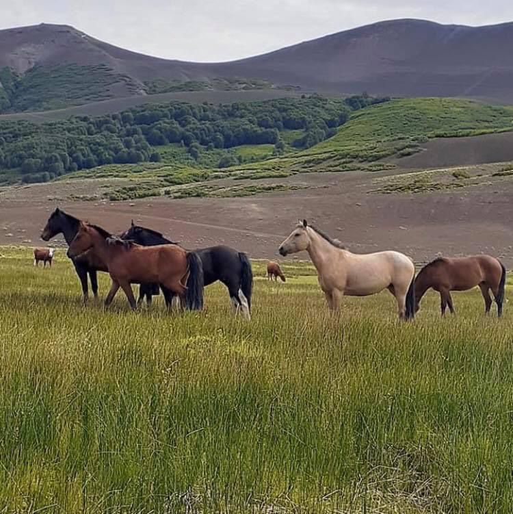 Vende sector PICHICOYAHUE, Antuco, Región del Biobío