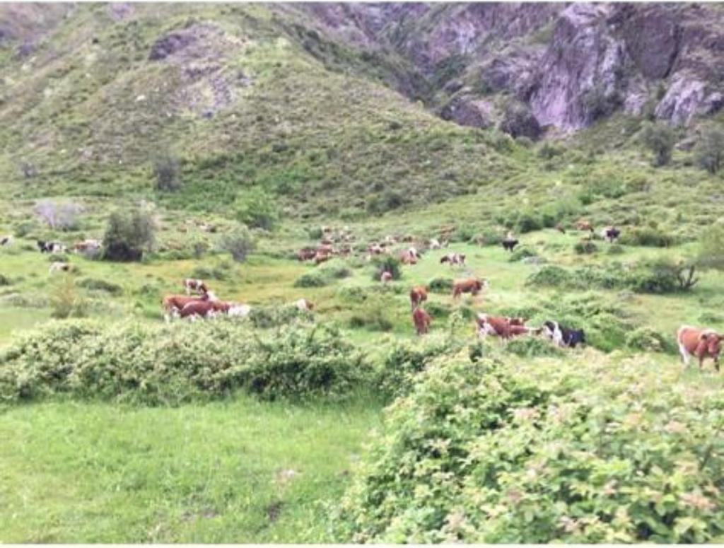 Vende 7860 Hás, Colbún, Región del Maule