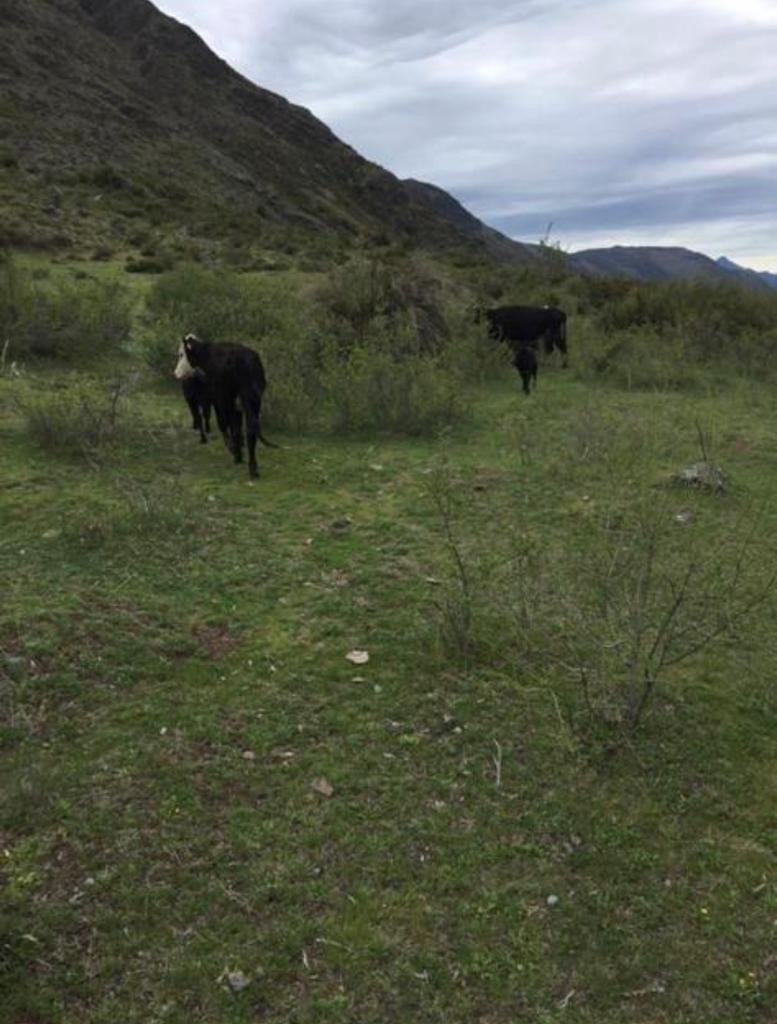 Vende 7860 Hás, Colbún, Región del Maule