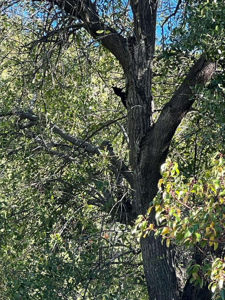 Vende 7860 Hás, Colbún, Región del Maule