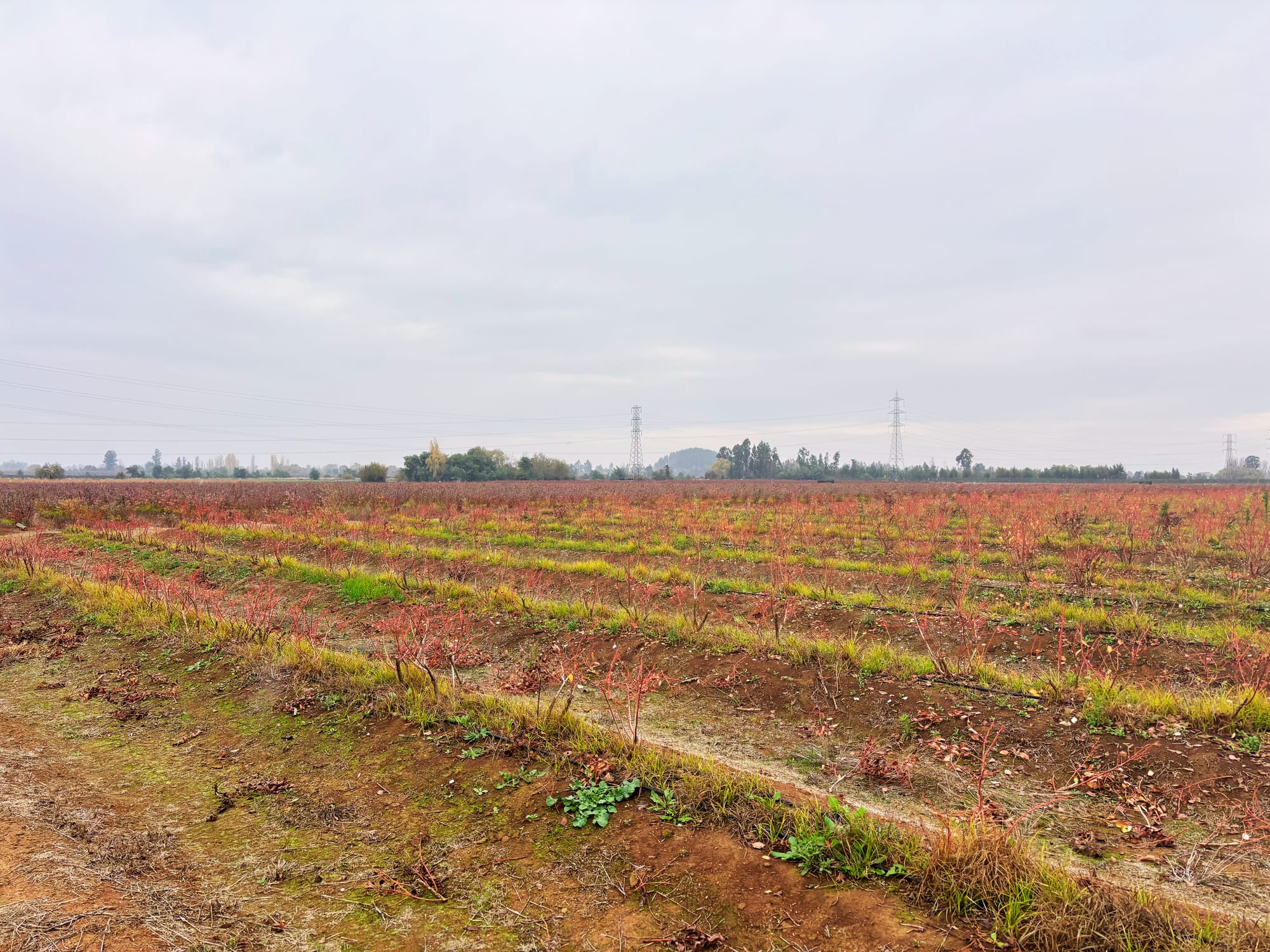 En venta excelente propiedad agrícola con arándanos en producción – San Clemente, Región del Maule