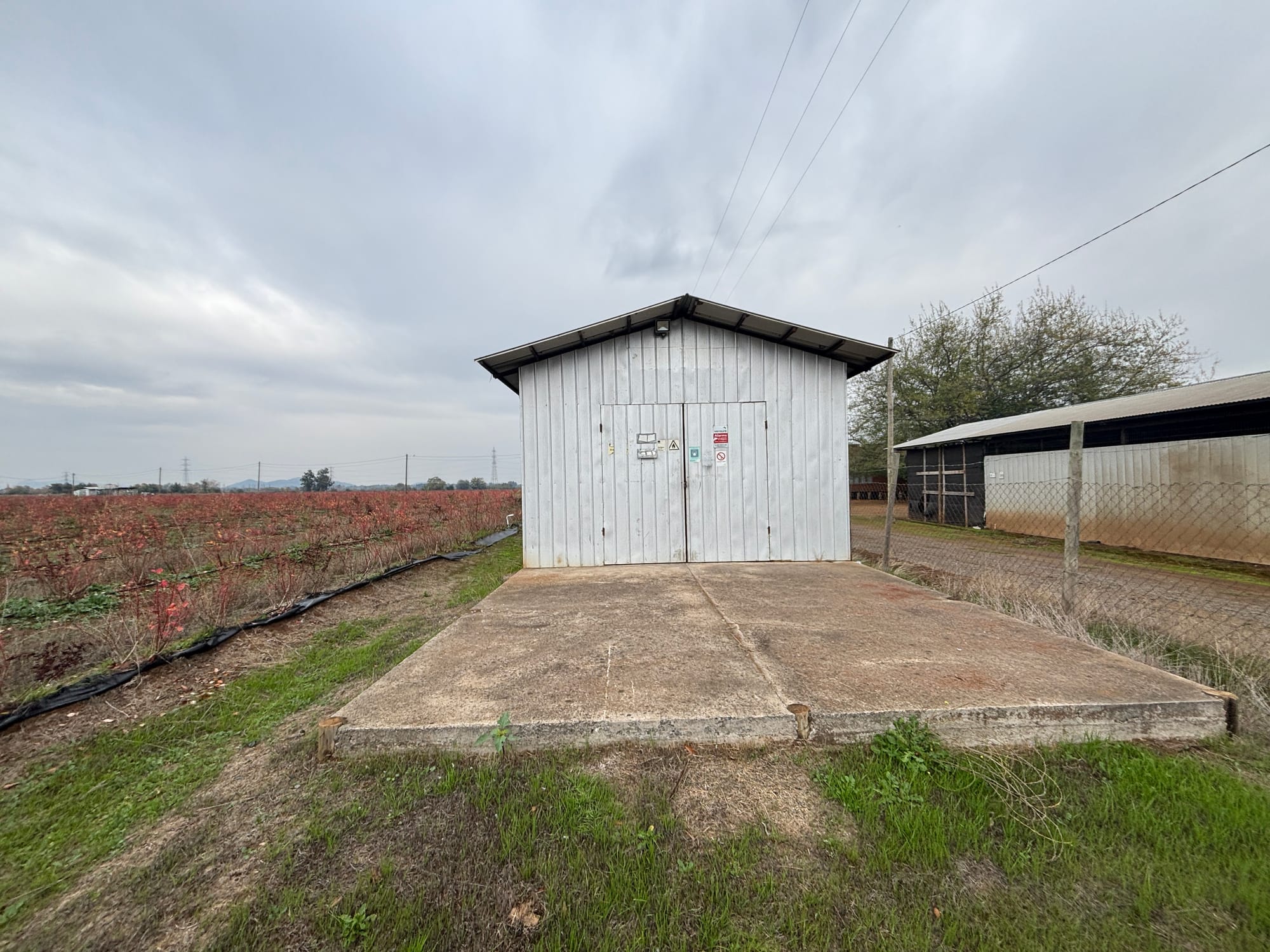 En venta excelente propiedad agrícola con arándanos en producción – San Clemente, Región del Maule