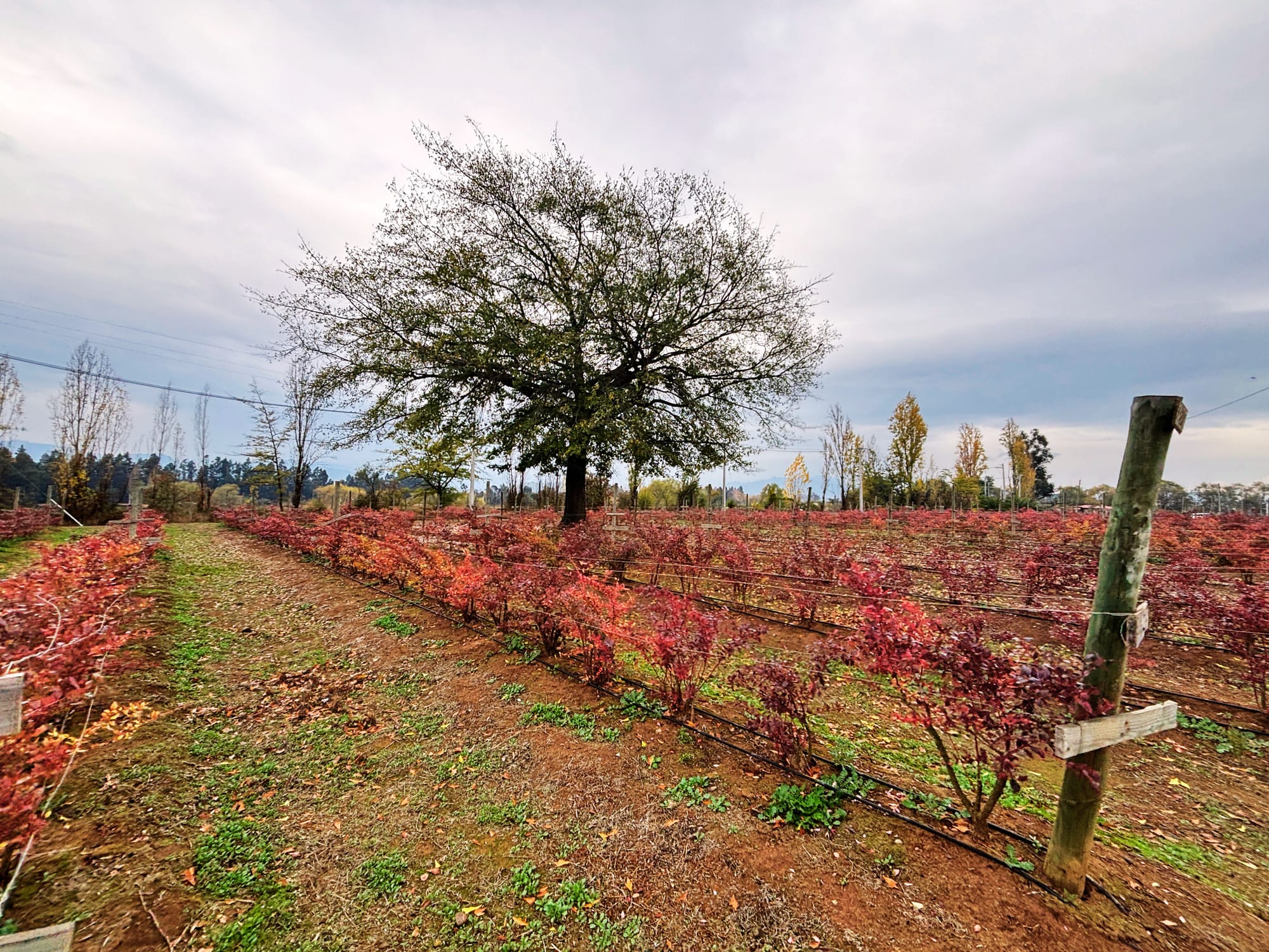 En venta excelente propiedad agrícola con arándanos en producción – San Clemente, Región del Maule