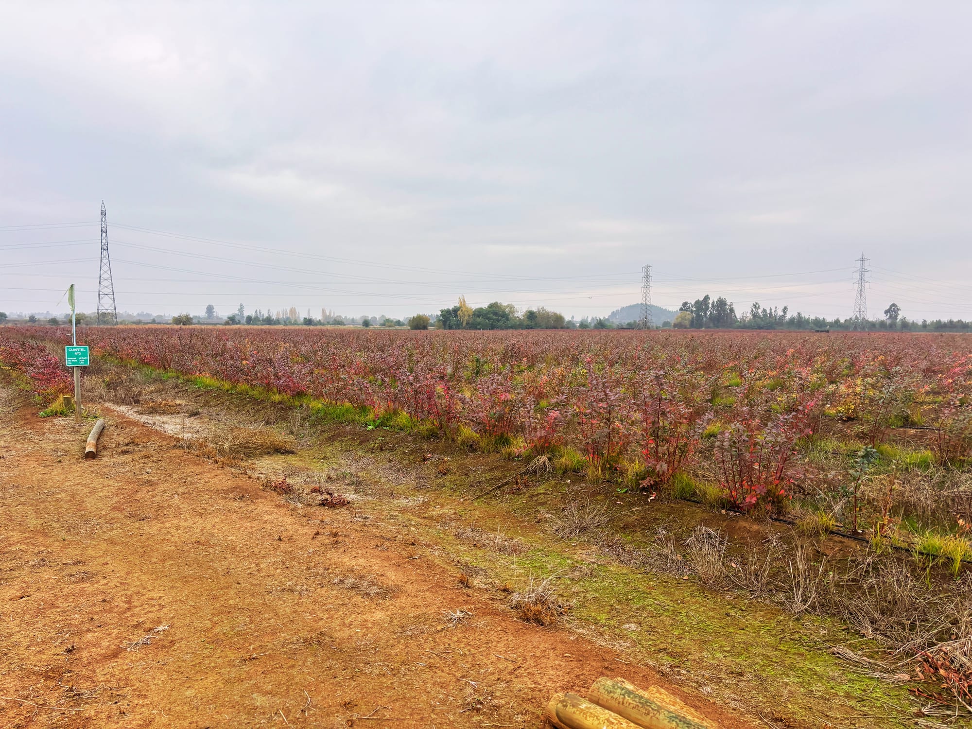 En venta excelente propiedad agrícola con arándanos en producción – San Clemente, Región del Maule
