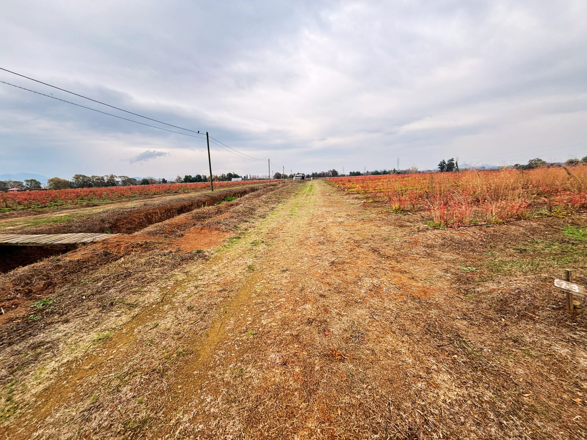 En venta excelente propiedad agrícola con arándanos en producción – San Clemente, Región del Maule