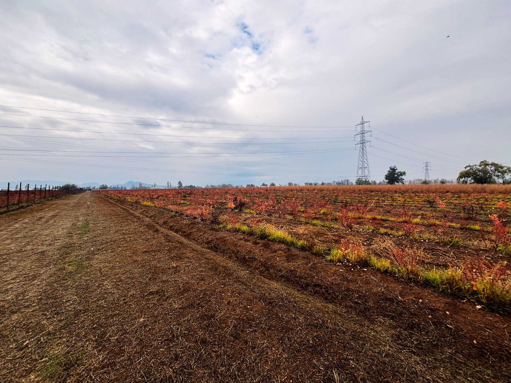 En venta excelente propiedad agrícola con arándanos en producción – San Clemente, Región del Maule