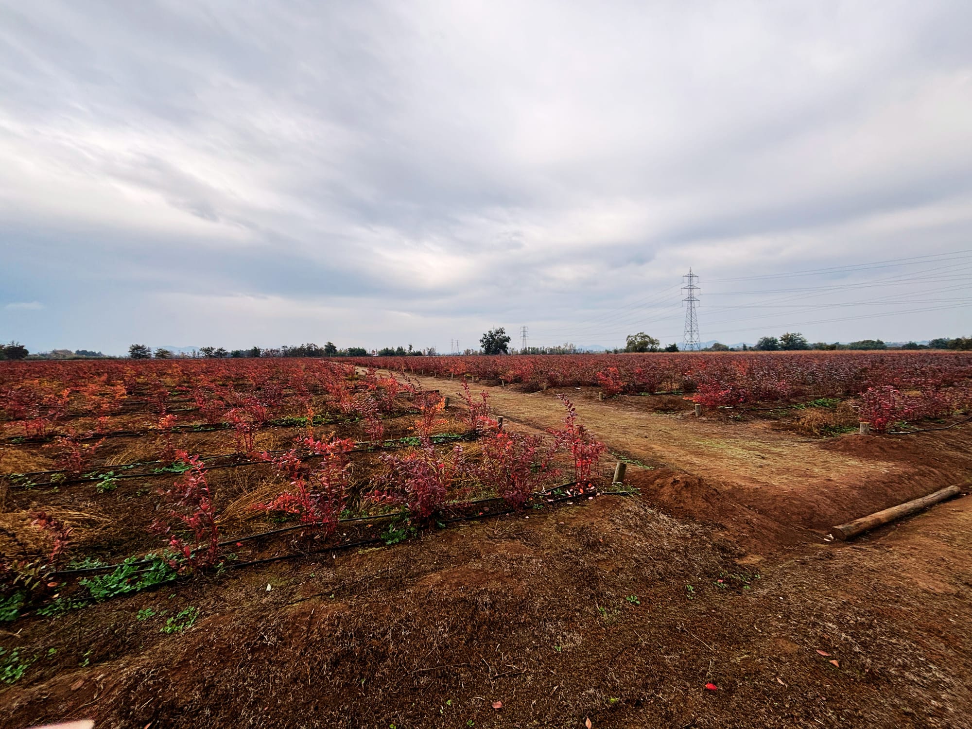 En venta excelente propiedad agrícola con arándanos en producción – San Clemente, Región del Maule