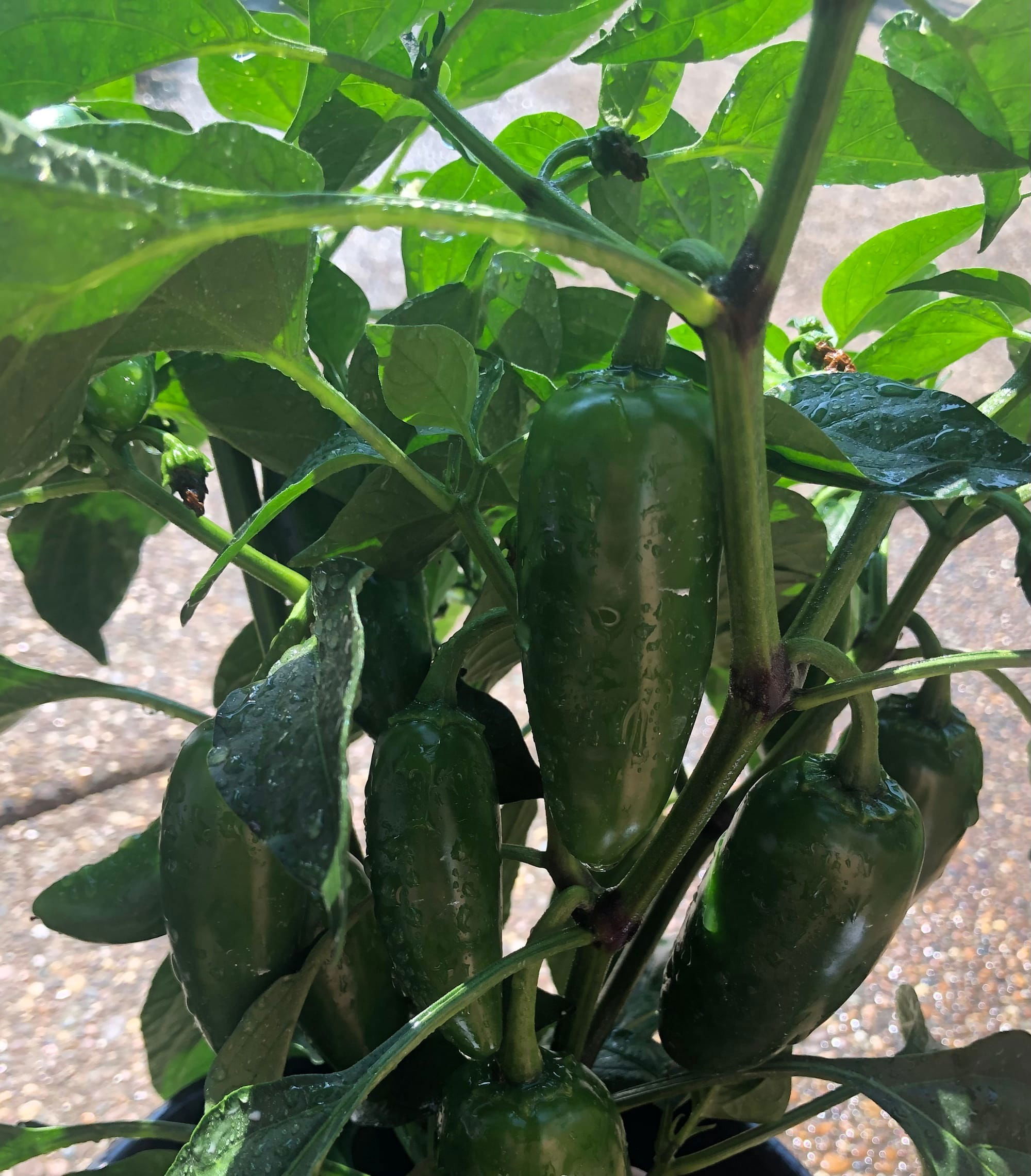 Jalapeño Peppers