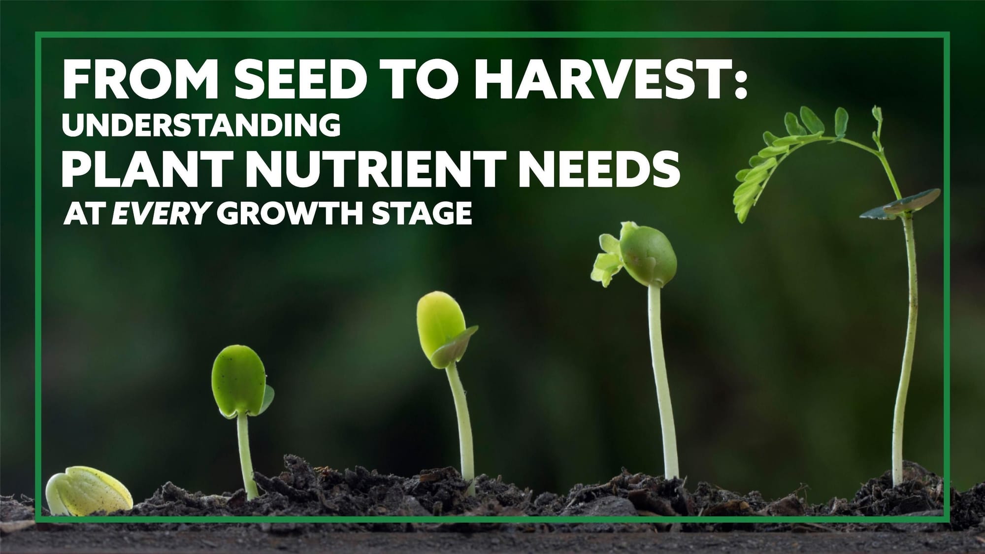 From Seed to Harvest: Understanding Plant Nutrient Needs at Every Growth Stage