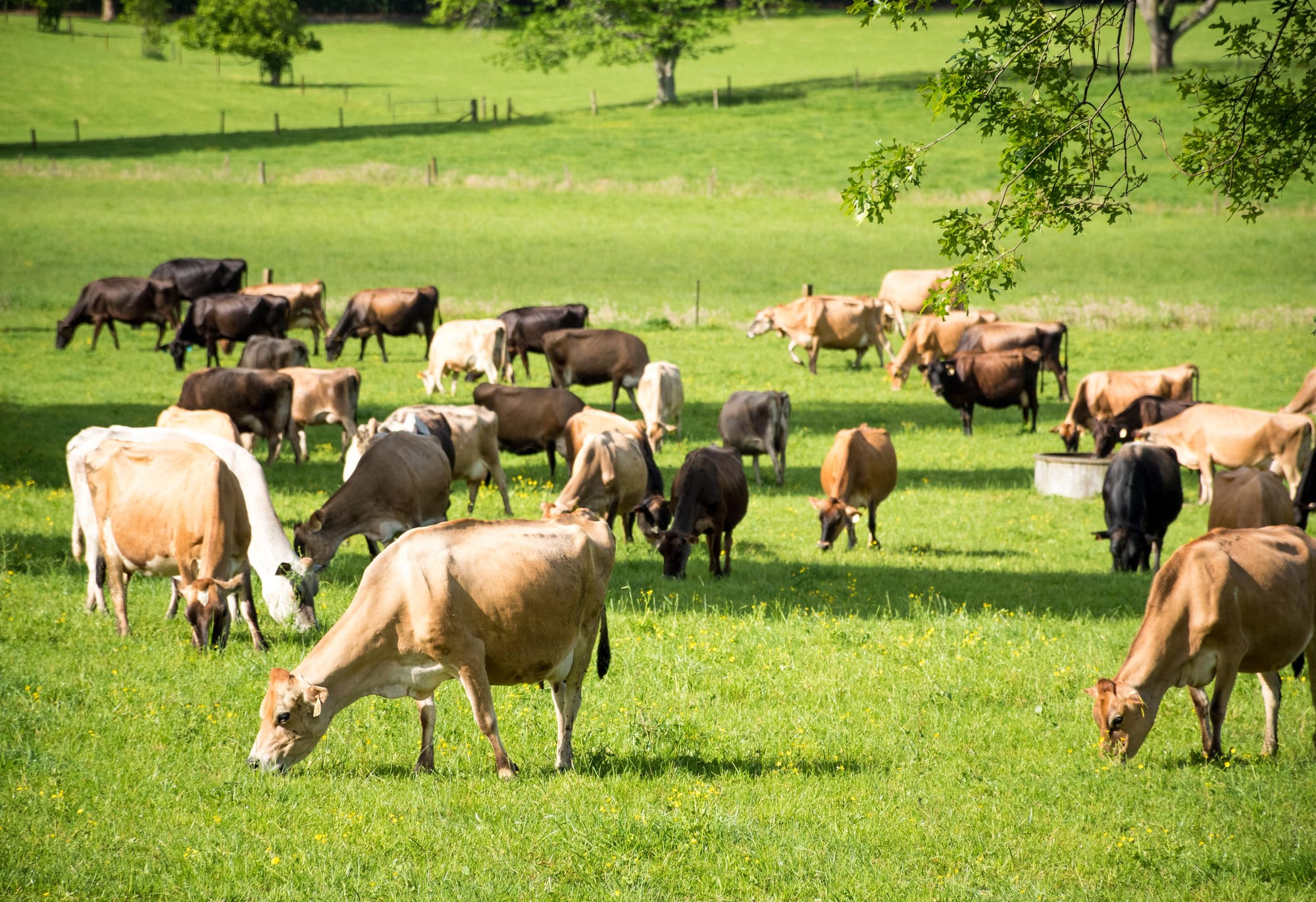 7 Benefits of Beef Tallow for Skin