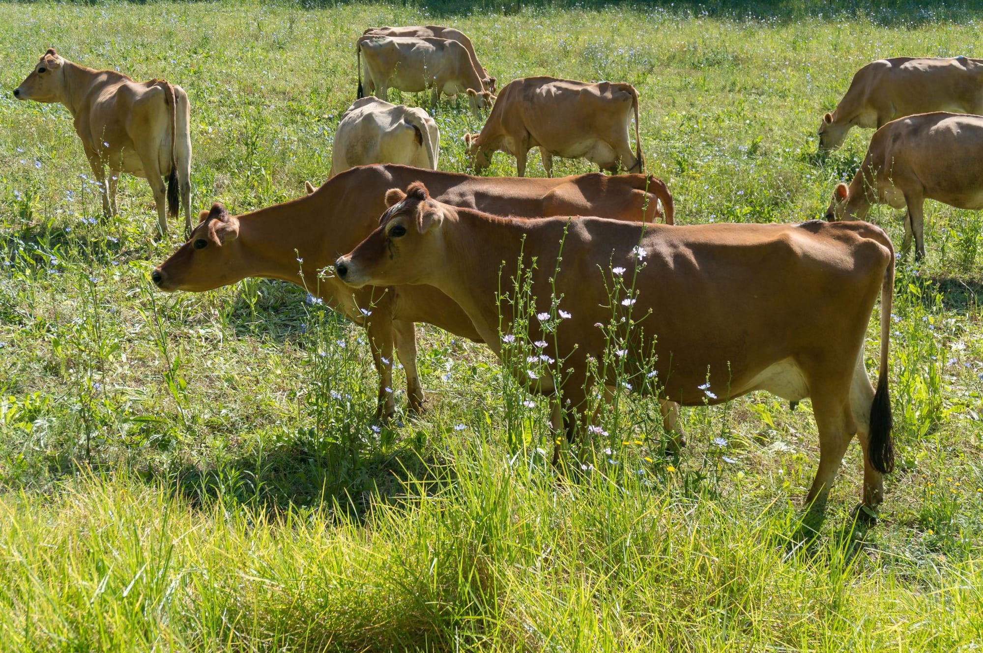 The Origin of Jersey Cows, A2 Milk, and Why It Matters for Your Skin and Health