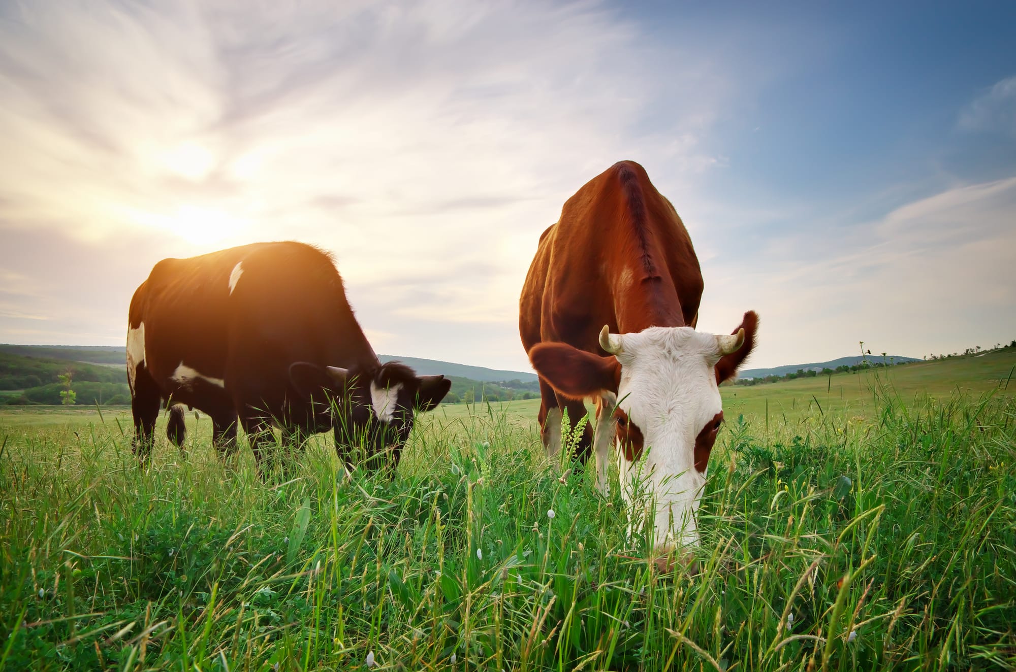 Grass-Fed Beef Tallow: Why It’s the Cleanest Fat for Healthy Skin